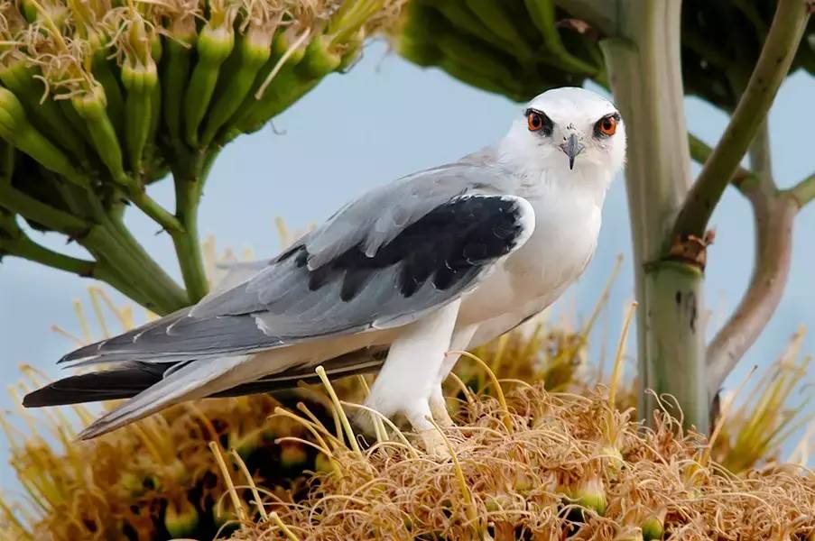 seeking Elanus caeruleus in Yunnan Dali 5 Days